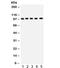 Aspartate Beta-Hydroxylase antibody, R32203, NSJ Bioreagents, Western Blot image 