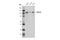 Protein Phosphatase 1 Regulatory Subunit 10 antibody, 14171S, Cell Signaling Technology, Western Blot image 