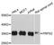 Phosphoribosyl Pyrophosphate Synthetase 2 antibody, A12645, ABclonal Technology, Western Blot image 