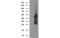 Docking Protein 2 antibody, MBS533267, MyBioSource, Western Blot image 