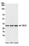 Tubulin Folding Cofactor B antibody, A305-465A, Bethyl Labs, Western Blot image 