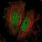 Spermatogenesis Associated 33 antibody, NBP2-57726, Novus Biologicals, Immunofluorescence image 