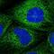 Dysbindin-1 antibody, NBP1-85299, Novus Biologicals, Immunofluorescence image 