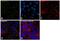 Cadherin 1 antibody, MA1-10192, Invitrogen Antibodies, Immunofluorescence image 