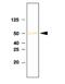 SET Domain Containing 7, Histone Lysine Methyltransferase antibody, NBP1-04298, Novus Biologicals, Western Blot image 