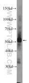 Odr-4 GPCR Localization Factor Homolog antibody, 22844-1-AP, Proteintech Group, Enzyme Linked Immunosorbent Assay image 