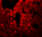Sushi Repeat Containing Protein X-Linked 2 antibody, 5475, ProSci, Immunofluorescence image 