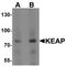 Kelch Like ECH Associated Protein 1 antibody, LS-B8871, Lifespan Biosciences, Western Blot image 