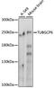 Tubulin Gamma Complex Associated Protein 6 antibody, A11918-1, Boster Biological Technology, Western Blot image 