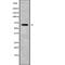 Sodium- and chloride-dependent GABA transporter 2 antibody, abx218637, Abbexa, Western Blot image 