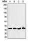 Interleukin Enhancer Binding Factor 2 antibody, LS-C667940, Lifespan Biosciences, Western Blot image 