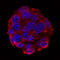 Glucagon antibody, MAB1249, R&D Systems, Immunocytochemistry image 