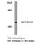 Fas Activated Serine/Threonine Kinase antibody, LS-C177528, Lifespan Biosciences, Western Blot image 