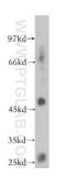 G Protein-Coupled Receptor 137B antibody, 16496-1-AP, Proteintech Group, Western Blot image 