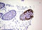Keratin 20 antibody, LS-C797989, Lifespan Biosciences, Immunohistochemistry paraffin image 