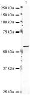 Cytochrome P450 Family 19 Subfamily A Member 1 antibody, PA5-19633, Invitrogen Antibodies, Western Blot image 