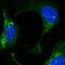 F-Box Protein 21 antibody, NBP2-55942, Novus Biologicals, Immunofluorescence image 