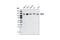 Reversion Inducing Cysteine Rich Protein With Kazal Motifs antibody, 3433S, Cell Signaling Technology, Western Blot image 