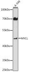 MYCL Proto-Oncogene, BHLH Transcription Factor antibody, 16-536, ProSci, Western Blot image 