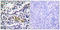 Negative Regulator Of Ubiquitin Like Proteins 1 antibody, LS-C118607, Lifespan Biosciences, Immunohistochemistry paraffin image 