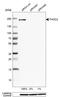 THO Complex 2 antibody, HPA047921, Atlas Antibodies, Western Blot image 