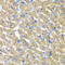 FGF1 Intracellular Binding Protein antibody, 15-076, ProSci, Immunohistochemistry frozen image 