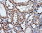 Lipase G, Endothelial Type antibody, LS-C115067, Lifespan Biosciences, Immunohistochemistry frozen image 