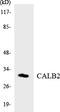 Calbindin 2 antibody, LS-C200197, Lifespan Biosciences, Western Blot image 