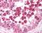 Diablo IAP-Binding Mitochondrial Protein antibody, orb87307, Biorbyt, Immunohistochemistry paraffin image 