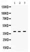 DNA Polymerase Beta antibody, PB9812, Boster Biological Technology, Western Blot image 