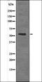 SMAD Family Member 1 antibody, orb335981, Biorbyt, Western Blot image 