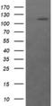 RAS P21 Protein Activator 1 antibody, NBP2-45518, Novus Biologicals, Western Blot image 