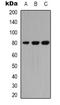 Protein Kinase C Theta antibody, orb338854, Biorbyt, Western Blot image 