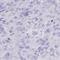 Olfactory Receptor Family 51 Subfamily A Member 7 antibody, HPA061356, Atlas Antibodies, Immunohistochemistry frozen image 