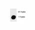 c-Kit antibody, F48714-0.4ML, NSJ Bioreagents, Dot Blot image 