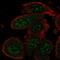 Growth Arrest And DNA Damage Inducible Alpha antibody, NBP2-55059, Novus Biologicals, Immunofluorescence image 