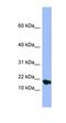 Submaxillary Gland Androgen Regulated Protein 3A antibody, orb324999, Biorbyt, Western Blot image 
