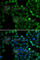 Chloride Intracellular Channel 4 antibody, A7088, ABclonal Technology, Immunofluorescence image 