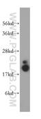 Peptidylprolyl Isomerase Like 1 antibody, 15144-1-AP, Proteintech Group, Western Blot image 