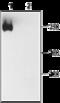 Sodium channel protein type 1 subunit alpha antibody, GTX16935, GeneTex, Western Blot image 