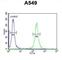 Transmembrane Protein 168 antibody, abx026029, Abbexa, Western Blot image 