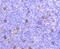 Apolipoprotein E antibody, A00015-3, Boster Biological Technology, Immunohistochemistry frozen image 