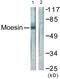 Ezrin antibody, LS-B5655, Lifespan Biosciences, Western Blot image 