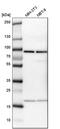CD2 Associated Protein antibody, PA5-51894, Invitrogen Antibodies, Western Blot image 