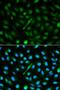 N-Acetyltransferase 1 antibody, orb48466, Biorbyt, Immunofluorescence image 