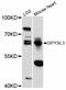 Dihydropyrimidinase Like 3 antibody, abx125782, Abbexa, Western Blot image 