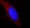Prolyl 4-Hydroxylase Subunit Beta antibody, FNab06272, FineTest, Immunofluorescence image 