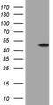 G Protein Subunit Alpha 15 antibody, TA808163S, Origene, Western Blot image 