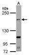 TRAF2 And NCK Interacting Kinase antibody, NBP2-20674, Novus Biologicals, Western Blot image 