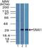 Snail Family Transcriptional Repressor 1 antibody, NBP2-27184, Novus Biologicals, Western Blot image 